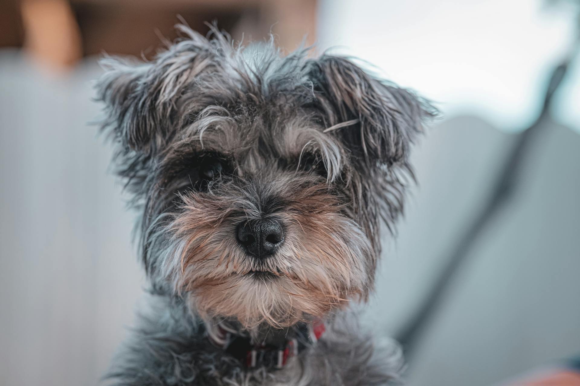 salt and pepper colored schnauzer puppy